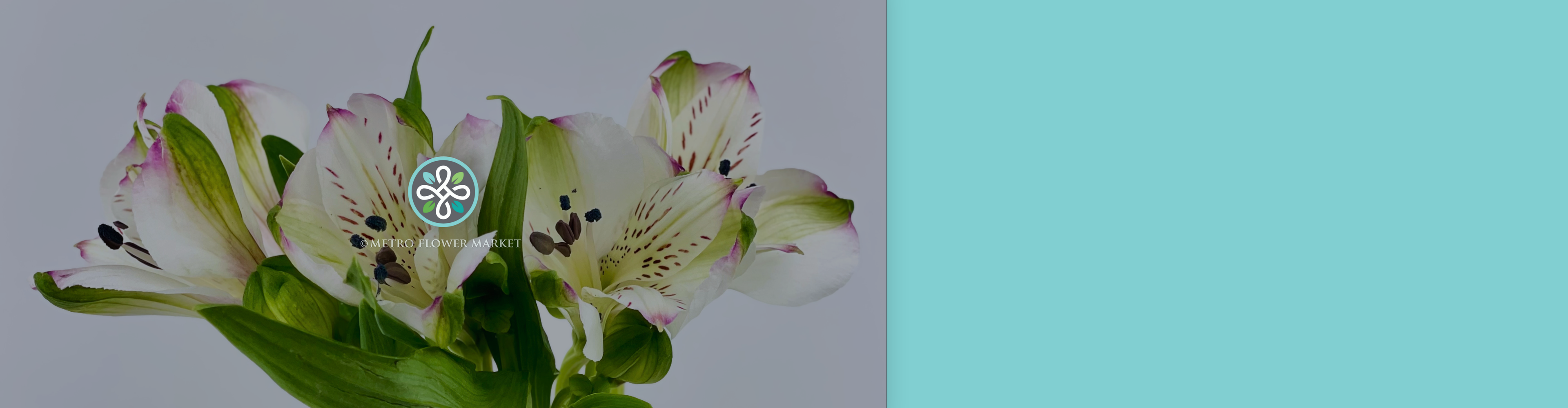 A closeup image of white alstroemeria blooms with purply-fuchsia edges against a solid white background.