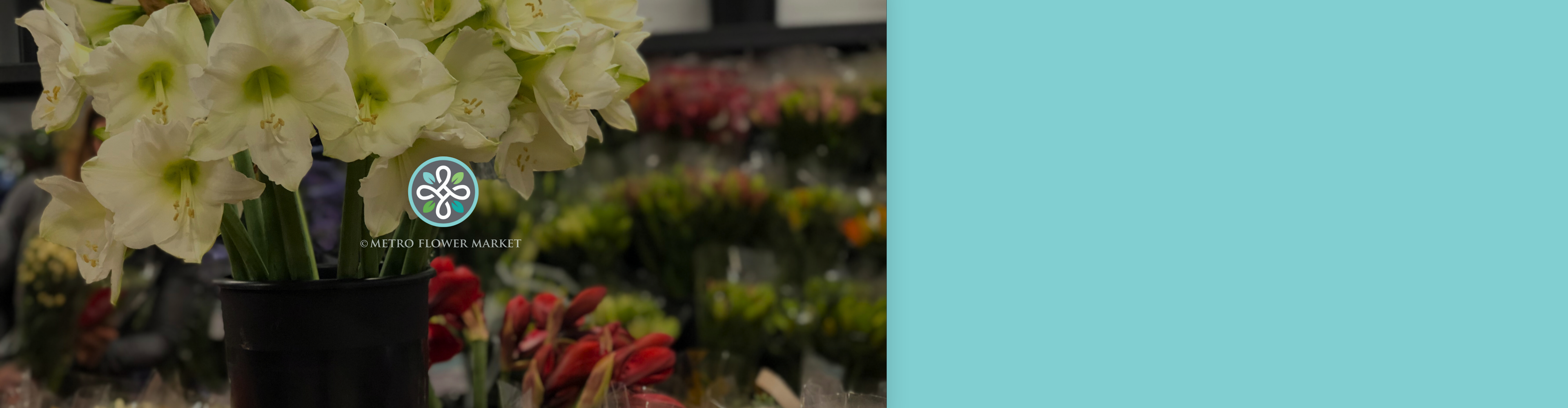 Large white amaryllis flowers sitting upright in a black bucket in a florist warehouse cooler setting with a Metro Flower Market logo.