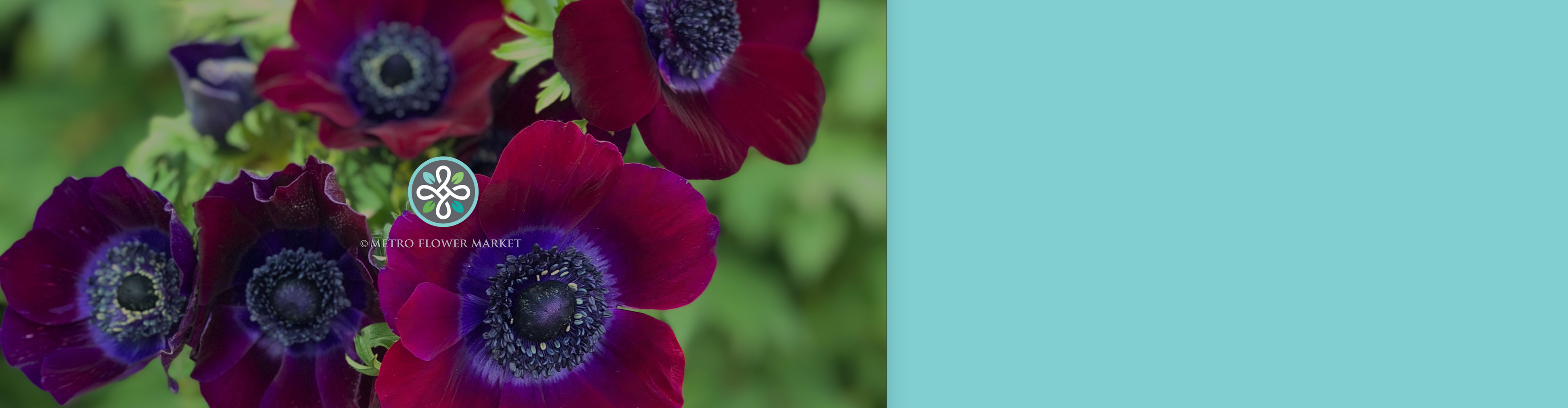 An unwrapped bunch of burgundy anemone flowers held in front of a green bush on an aqua background with the Metro Flower Market logo overlayed.