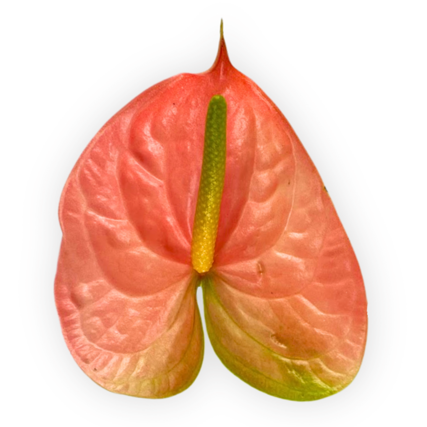 ANTHURIUM