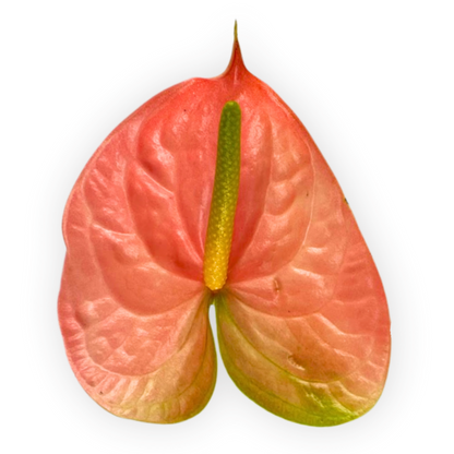 ANTHURIUM