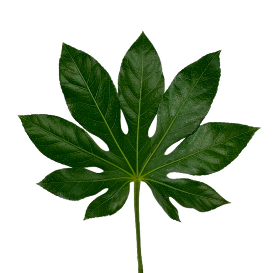 Aralia