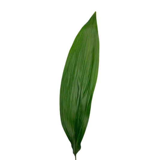 ASPIDISTRA