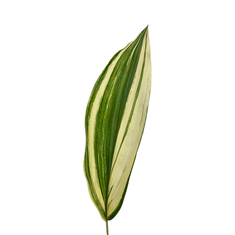 ASPIDISTRA