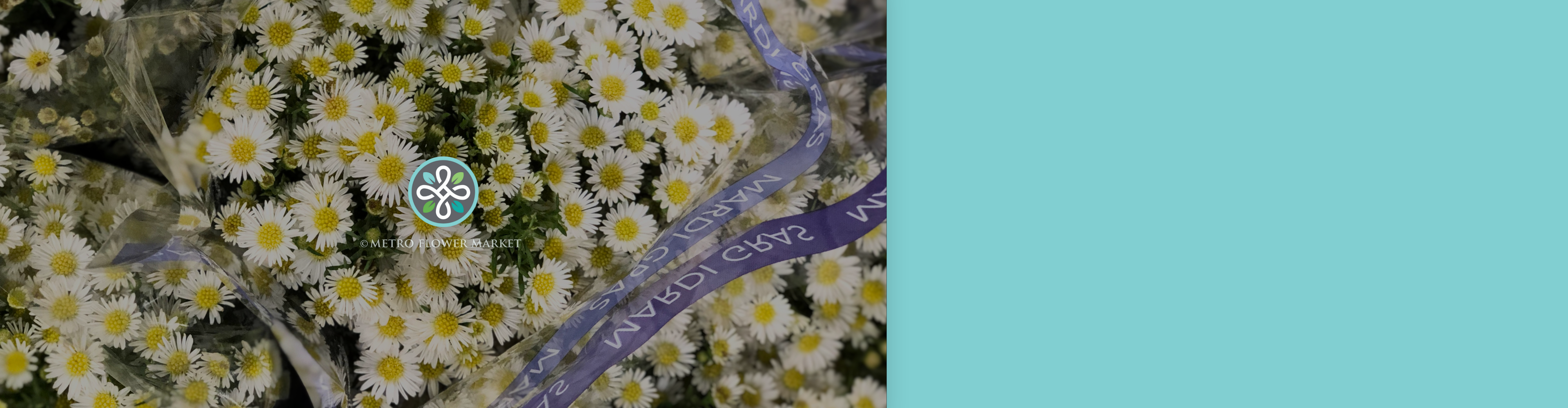 A sleeved bunch of white monte casino aster in a florist cooler setting. Placed on an aqua background with a Metro Flower Market logo.