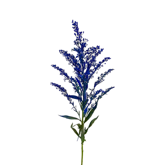 ASTER, SOLIDAGO - TINTED