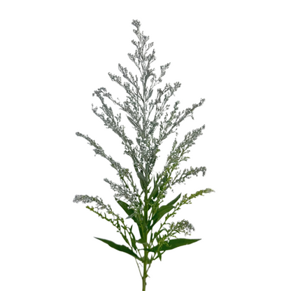 Aster, Solidago - Tinted