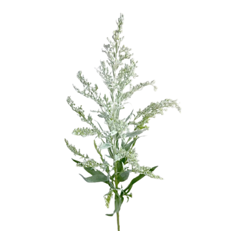 Aster, Solidago - Tinted
