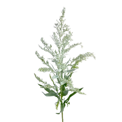 Aster, Solidago - Tinted