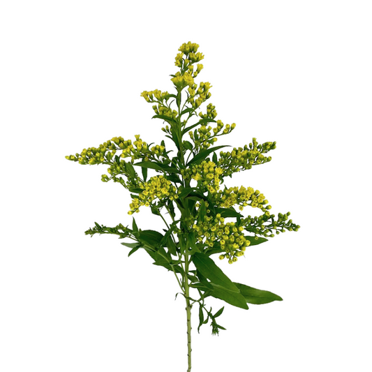ASTER, SOLIDAGO