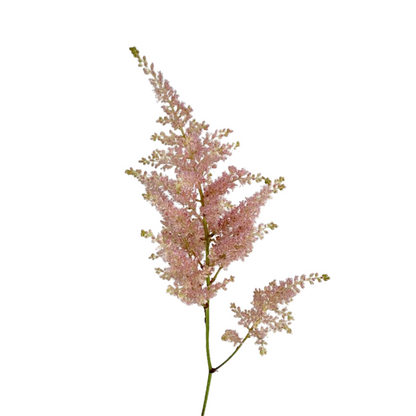 ASTILBE
