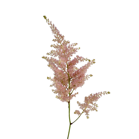 Astilbe