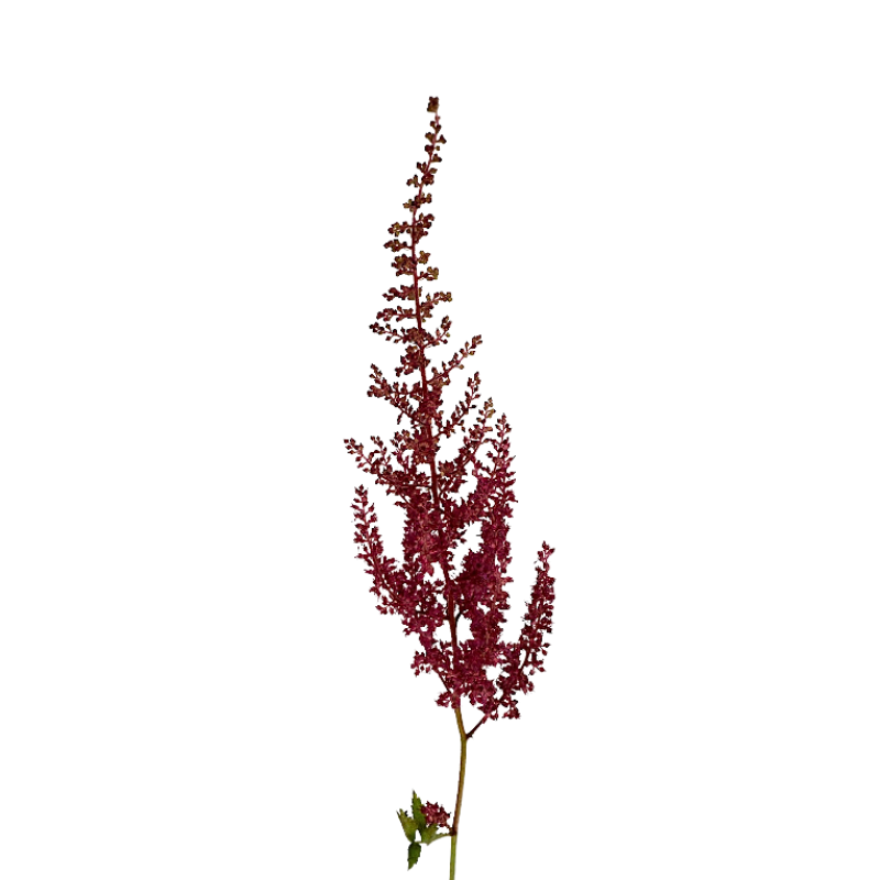 ASTILBE