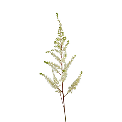 ASTILBE