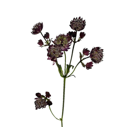 ASTRANTIA