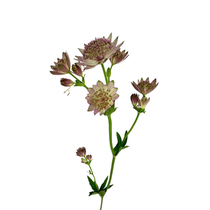 ASTRANTIA