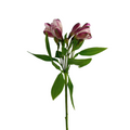 Alstroemeria Bicolor Lavender