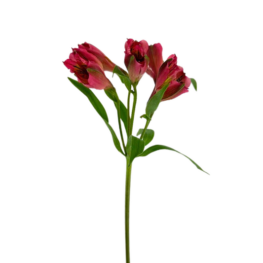 Alstroemeria Dark Pink (10 Stems)