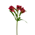Alstroemeria Dark Pink (10 Stem Bunch)