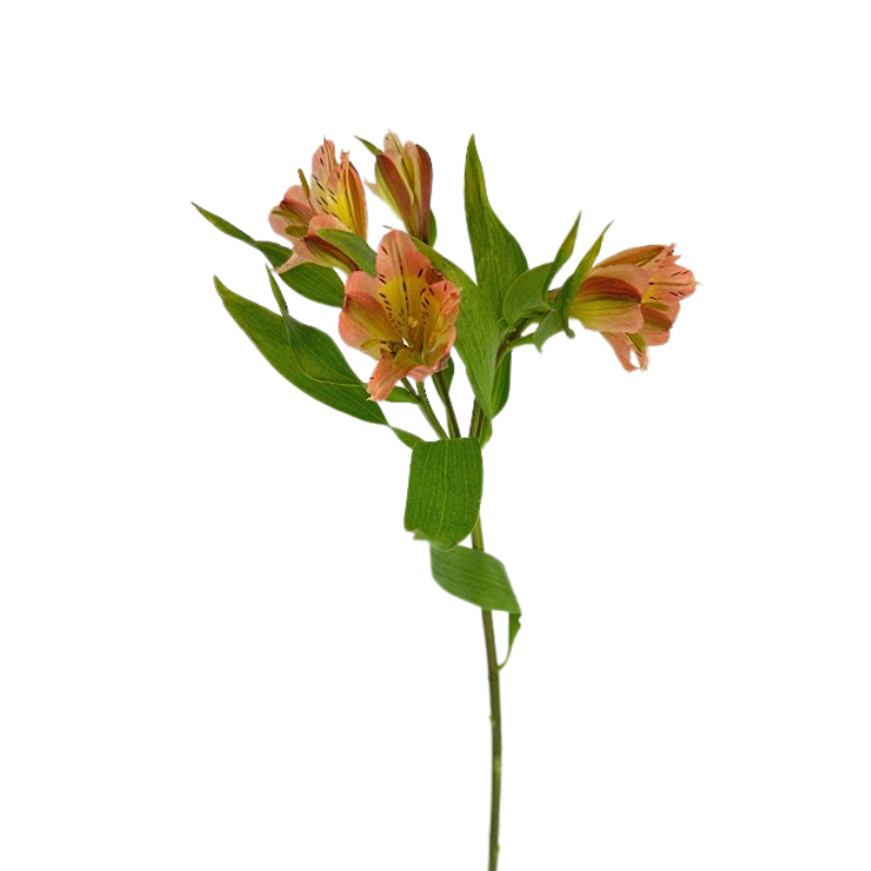 Alstroemeria Orange (10 Stem Bunch)
