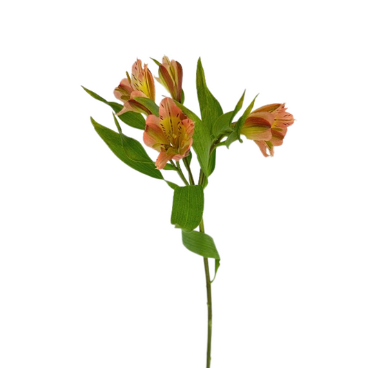 Alstroemeria Orange (10 Stems)