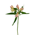 Alstroemeria Light Pink (10 Stem Bunch)