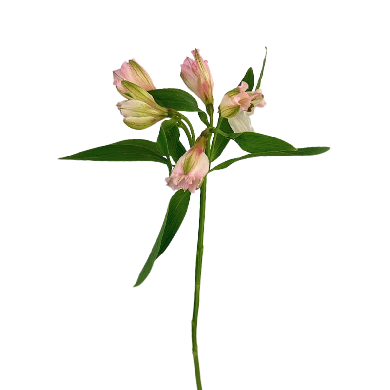 Alstroemeria Light Pink (10 Stems)