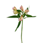 Alstroemeria, Light Pink 10st/bu