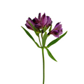 Alstroemeria Purple (10 Stem Bunch)