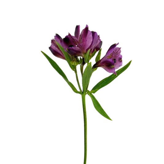 Alstroemeria Purple (10 Stems)