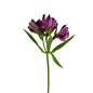 ALSTROEMERIA, PURPLE 10st/bu