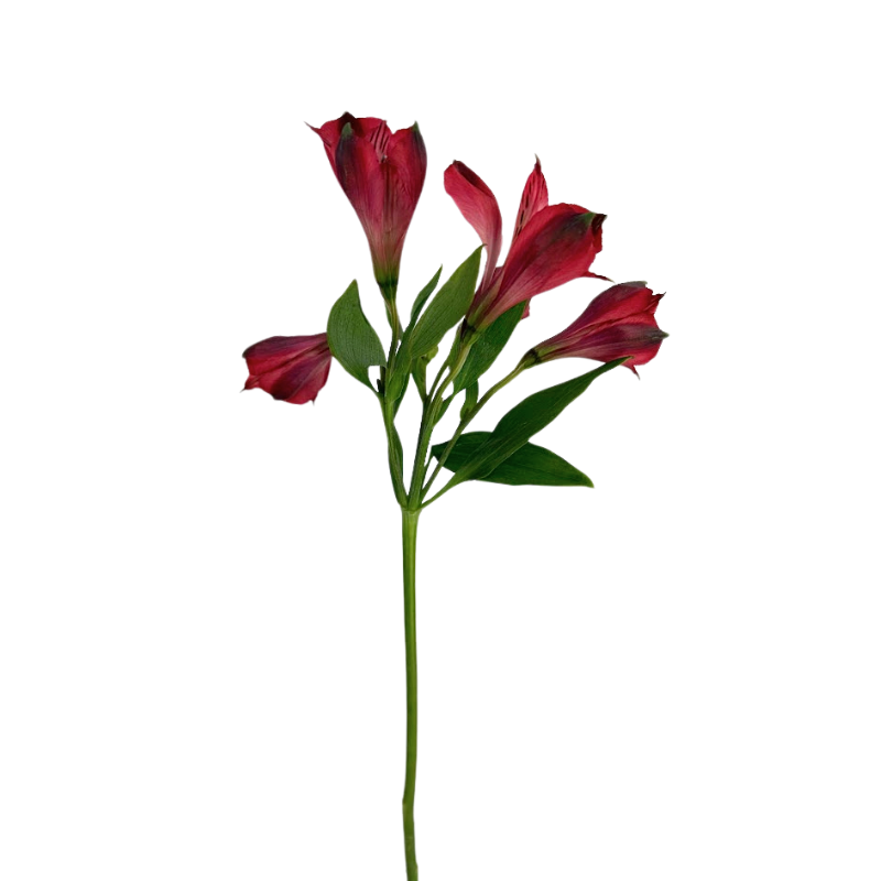 Alstroemeria Red (10 Stems)