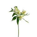 Alstroemeria White (10 Stem Bunch)