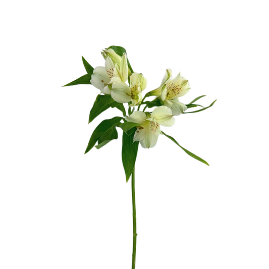 Alstroemeria White (10 Stems)