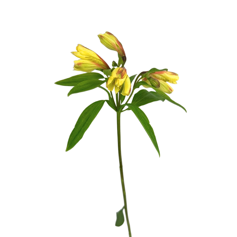 Alstroemeria Yellow (10 Stem Bunch)