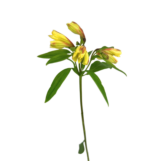 Alstroemeria Yellow (10 Stems)