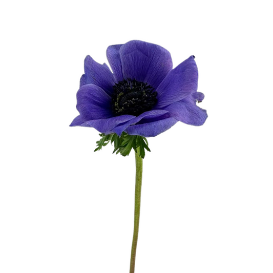 Anemone Blue (10 Stems)