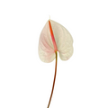 Anthurium Blush (Stem)