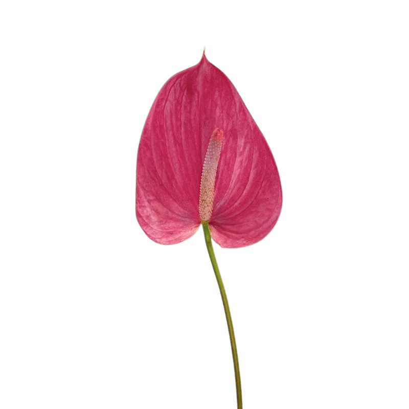 Anthurium Pink (Stem)