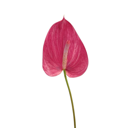 ANTHURIUM