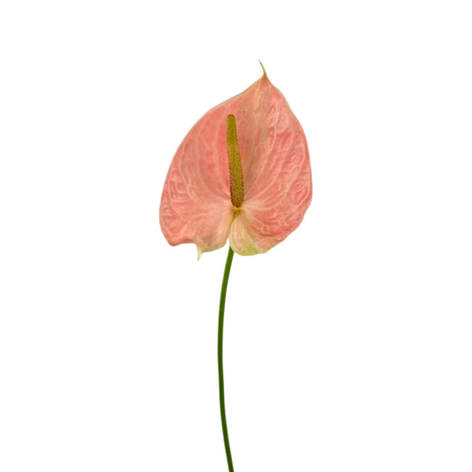 Anthurium Salmon (Stem)
