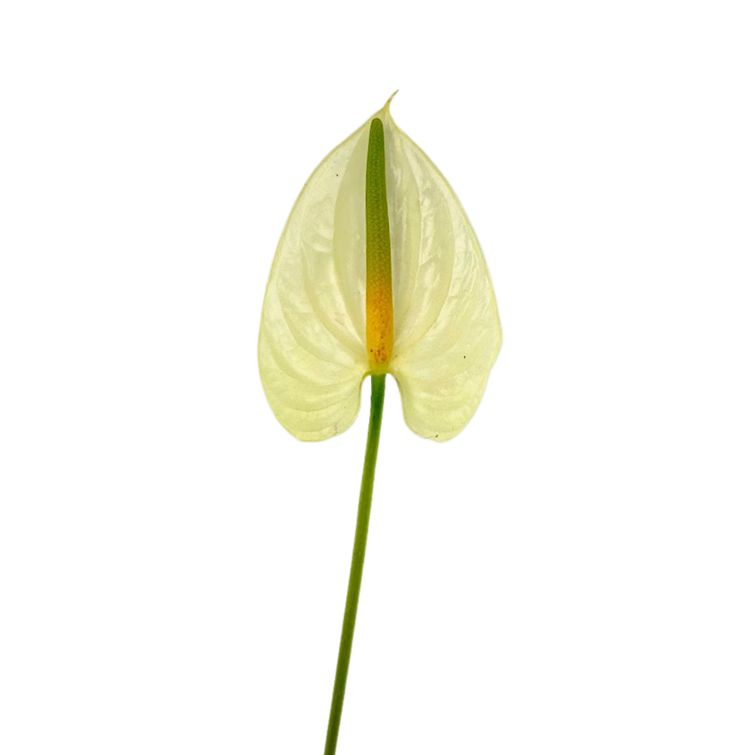 Anthurium White (Stem)