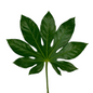 Aralia-small (10 stem bunch)