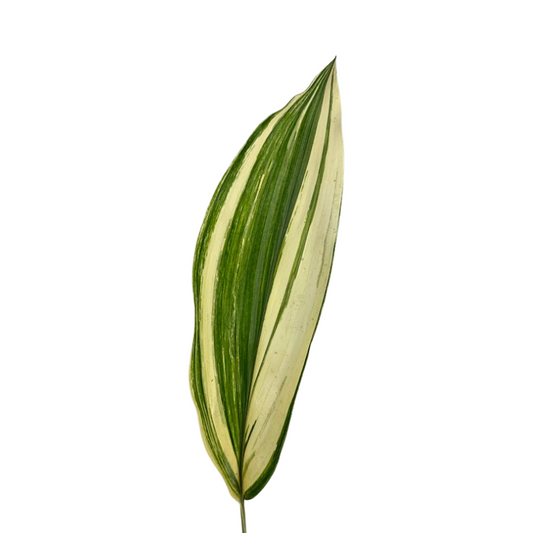 Aspidistra Variegated