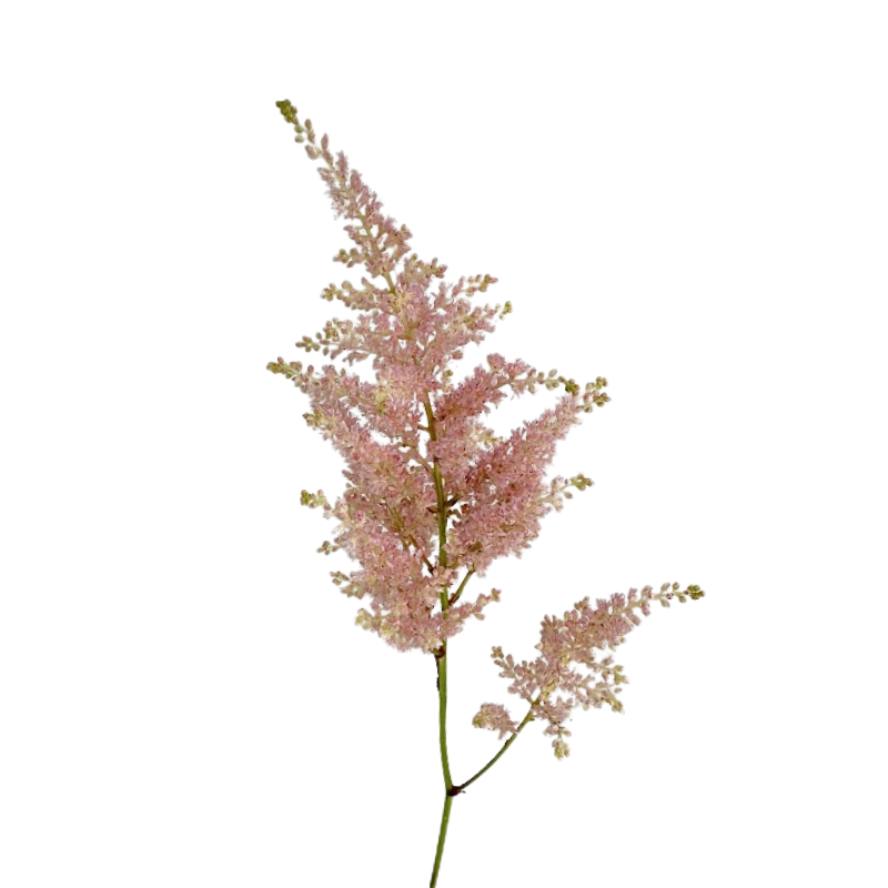 Astilbe Blush (10 Stems)