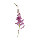 Astilbe Purple (10 Stems)