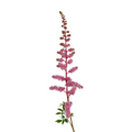 Astilbe Pink (10 Stems)
