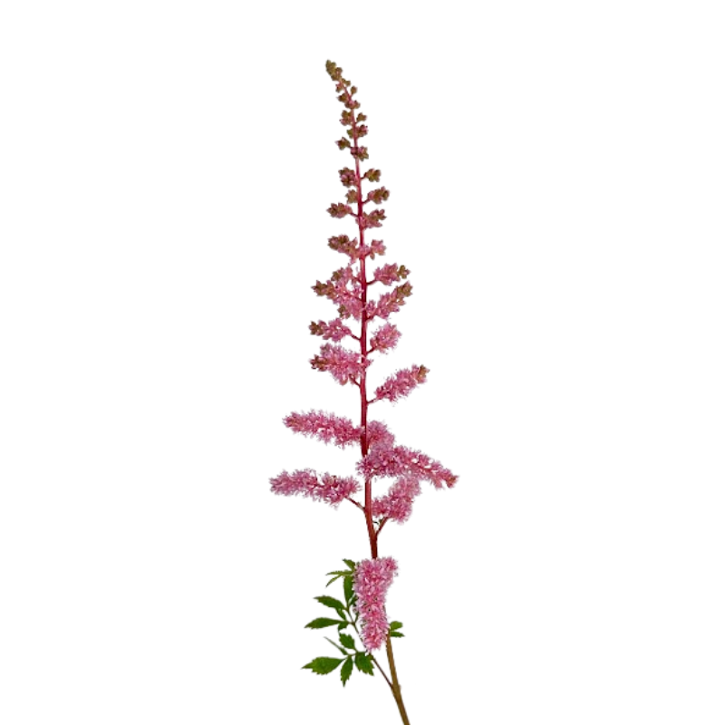 Astilbe Pink (10 Stems)