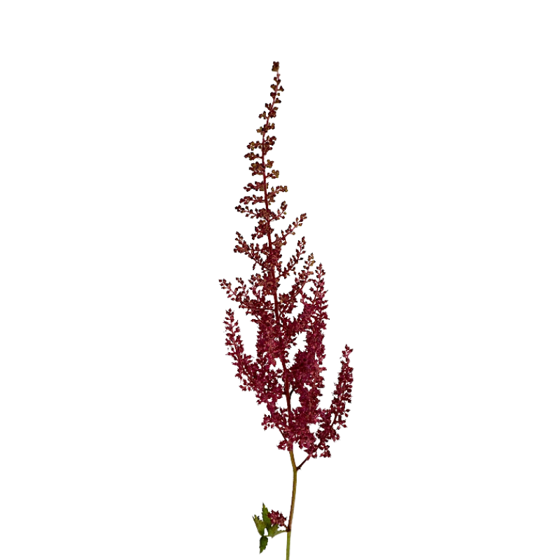 Astilbe Red Paul Gaarder