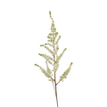 Astilbe White (10 Stems)